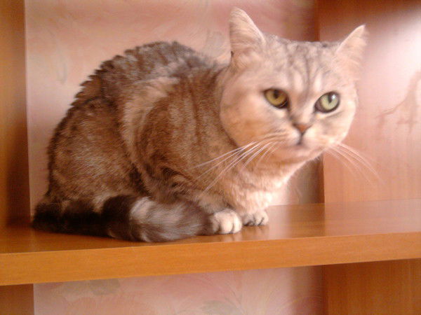 Татьяна Захарова