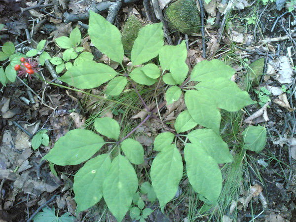 Максим Михеев