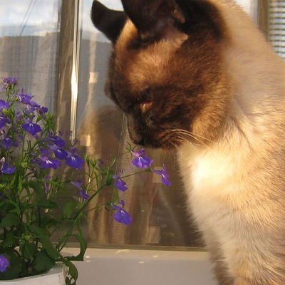 Ирина Муратова