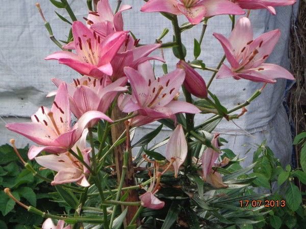 Ника Агрономская