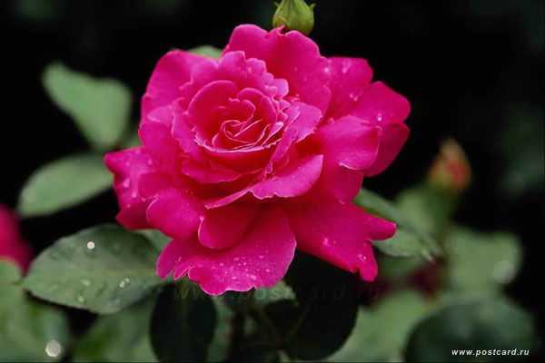 Гульнар Абдыкаликова