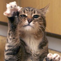 Настя Тамбасова