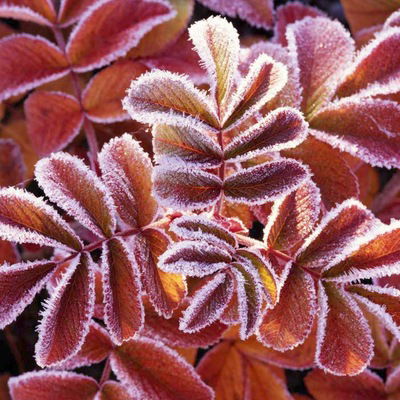 Арлиса Догевская