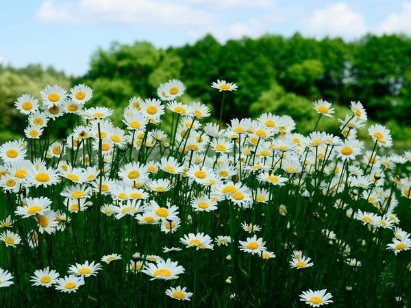 Алла Маринина