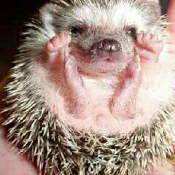 Владимир Азорин