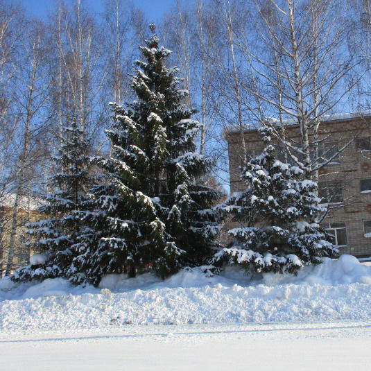 Елена Тихонова