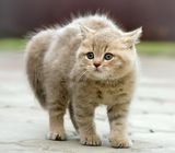 Варта Фирма