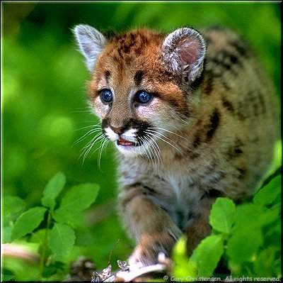 Геннадий Степанов