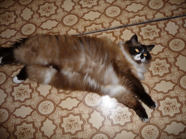 *аркадий* ***