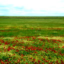 Елена Ярош