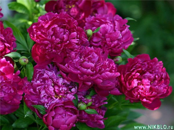 Администрация Багратионовска