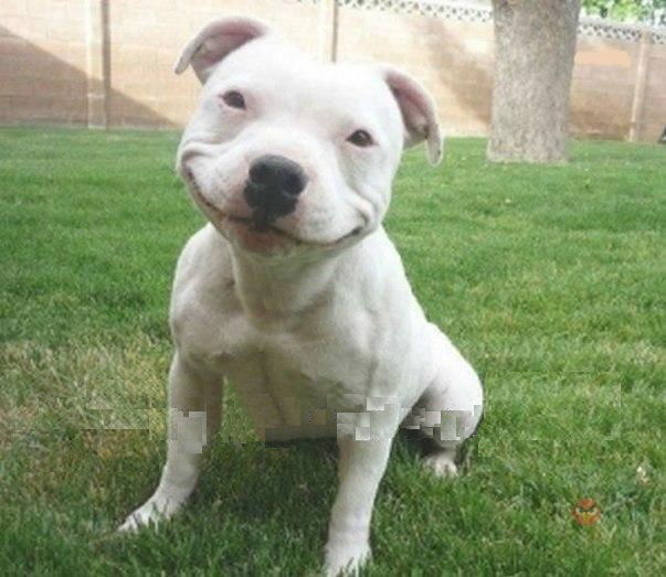 Александр Расвет