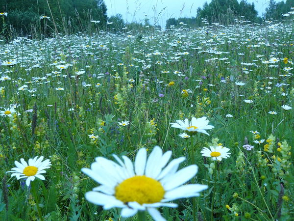Елена Воинкова