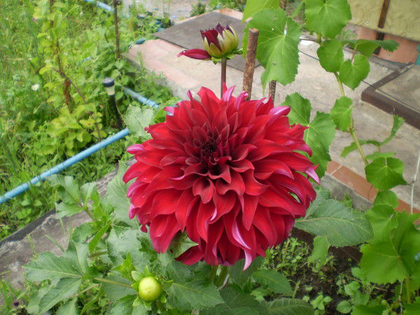 Александра Нф