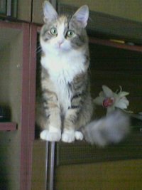 Ирина Сосновская