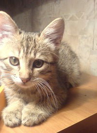 Андрей Куделя