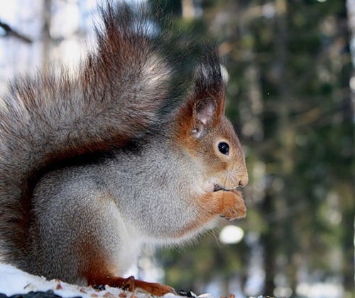 Маргарита Романова