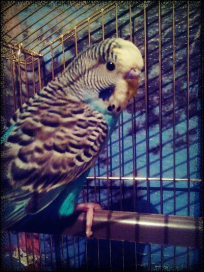 Руслана Резчикова