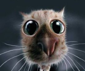 Рома Мальцев