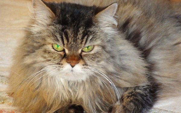 Александр Someone