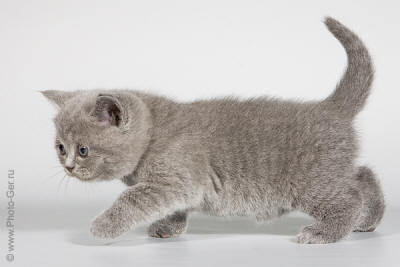 Пушистый Британец