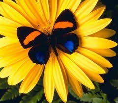 Марина Богомолова