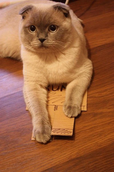 Ольга Булынко