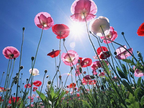 Елена Глухих-Дятлик