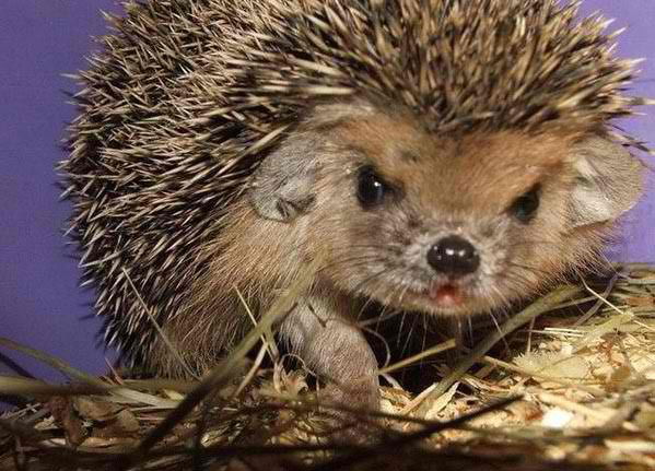 Вадим Иконников