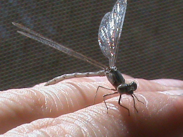 Татьяна Воротникова