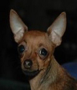 Виктор Шукстов