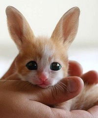 Димыч Артемчук