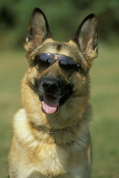 Влад Манокин