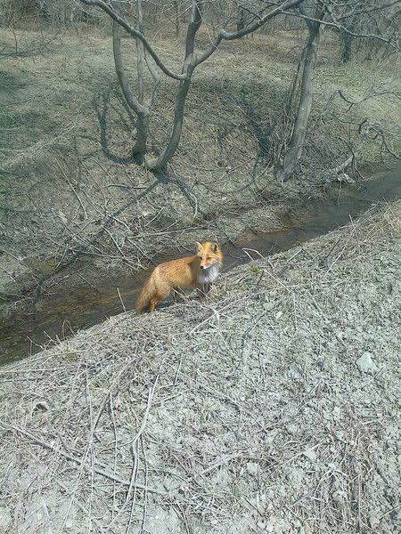 Лариса Чмулева