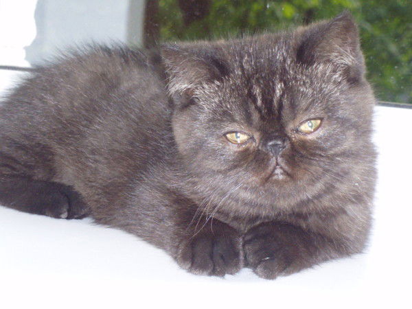 Ирина Монтвилене