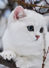 Вера Тарасенко