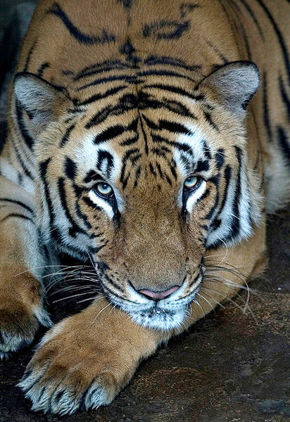 Сергей Ларин