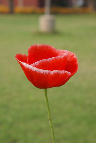 ~Kamilla~ Карменова