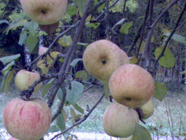 Валя И Вадим Овсийчук