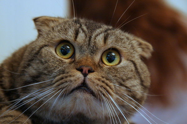 Миша Хендрикс