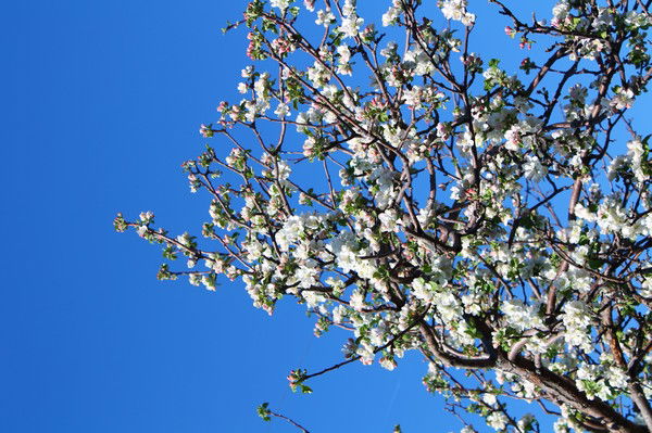 Миля Вагизова