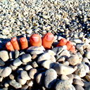 Tutti Frutti