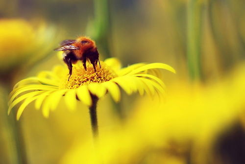 Преображение Преображение