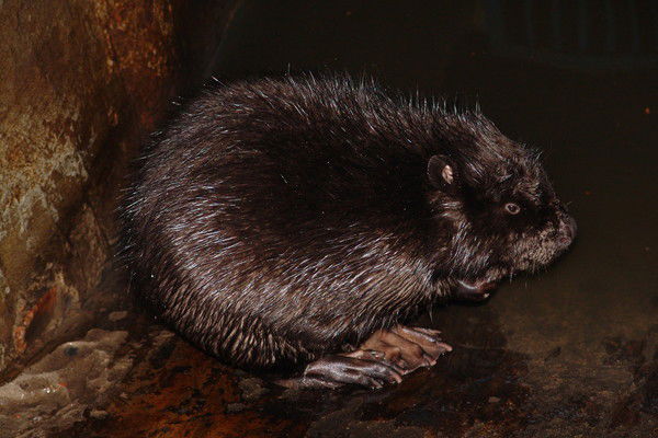 Елена Николаевна