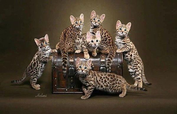 Интернет-Кафе Megacity