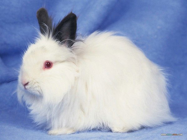 Владимир Кроликов