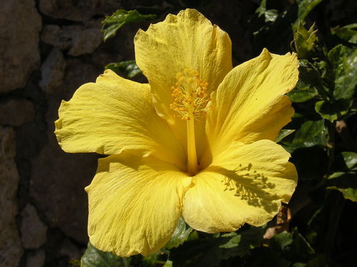 Татьяна Евгеньевна Денисова