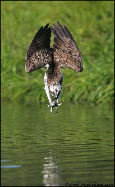 Serg Dr.nrc(Nighteli)