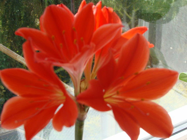 Галина Яровая