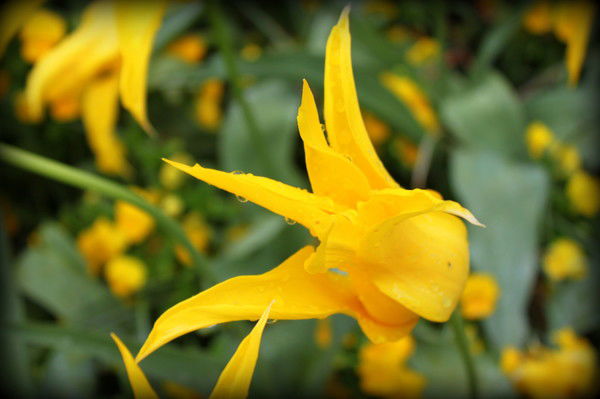 ******* Тюльпан